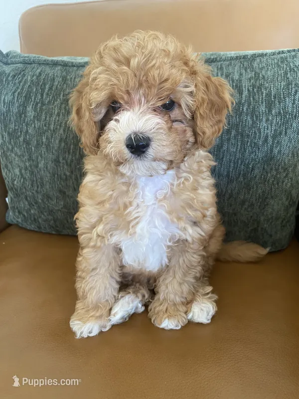 Daisy  – Poodle - Toy  puppy for sale in North Port, FL