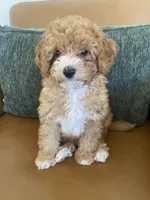 Daisy , a female Poodle - Toy  for sale in North Port, FL – 1 of 3