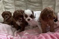 Violet , a female Poodle - Toy  for sale in North Port, FL – Photo 3 of 3