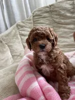 Violet , a female Poodle - Toy  for sale in North Port, FL – Photo 2 of 3