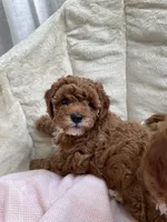 Violet , a female Poodle - Toy  for sale in North Port, FL – Photo 1 of 3