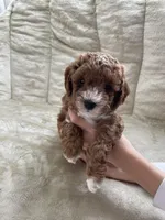 Little Boy Blue, a male Poodle - Toy  for sale in North Port, FL – Photo 1 of 3