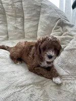 Little Boy Blue, a male Poodle - Toy  for sale in North Port, FL – Photo 2 of 3