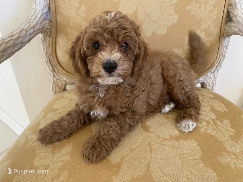 Gus  – Poodle - Toy  puppy for sale in North Port, FL