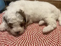 Daisy, a female Poodle - Toy  for sale in North Port, FL – Photo 4 of 4