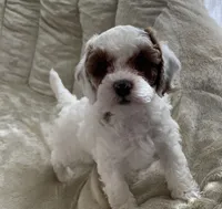 Daisy, a female Poodle - Toy  for sale in North Port, FL – Photo 1 of 4