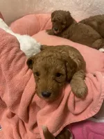 Rosie, a female Poodle - Toy  for sale in North Port, FL – Photo 4 of 7