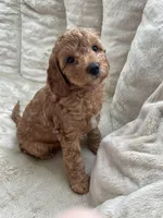 Rosie, a female Poodle - Toy  for sale in North Port, FL – Photo 1 of 7
