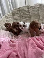 Rosie, a female Poodle - Toy  for sale in North Port, FL – Photo 6 of 7