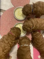 Rosie, a female Poodle - Toy  for sale in North Port, FL – Photo 5 of 7