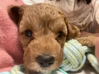 Rosie, a female Poodle - Toy  for sale in North Port, FL – Photo 3 of 7
