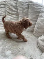 Rosie, a female Poodle - Toy  for sale in North Port, FL – Photo 2 of 7