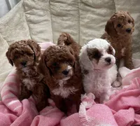 Rosie, a female Poodle - Toy  for sale in North Port, FL – Photo 7 of 7