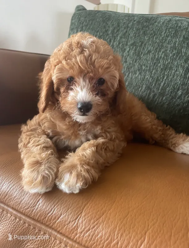 Petunia – Poodle - Toy  puppy for sale in North Port, FL