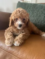 Petunia, a female Poodle - Toy  for sale in North Port, FL – 1 of 2