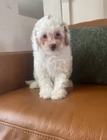 Buddy, a male Poodle - Toy  for sale in North Port, FL – 1 of 2