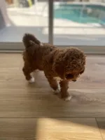 Lavender Girl, a female Poodle - Toy  for sale in North Port, FL – Photo 2 of 4