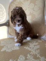 Lavender Girl, a female Poodle - Toy  for sale in North Port, FL – Photo 1 of 4