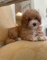 Daisy , a female Poodle - Toy  for sale in North Port, FL – 2 of 3