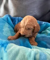 Gizmo, a male Goldendoodle for sale in Greenville, SC – Photo 7 of 8