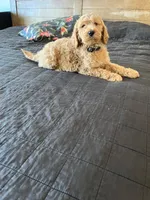 Gizmo, a male Goldendoodle for sale in Greenville, SC – Photo 2 of 8