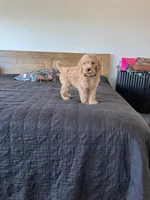 Gizmo, a male Goldendoodle for sale in Greenville, SC – Photo 4 of 8