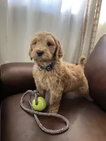 Gizmo, a male Goldendoodle for sale in Greenville, SC – Photo 3 of 8