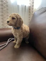 Gizmo, a male Goldendoodle for sale in Greenville, SC – Photo 5 of 8