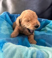 Gizmo, a male Goldendoodle for sale in Greenville, SC – Photo 6 of 8