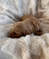 Gizmo, a male Goldendoodle for sale in Greenville, SC – Photo 8 of 8