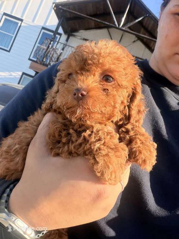 Mochi🌸 f1b toy golden doodle  – Miniature Goldendoodle puppy for sale in Spartanburg, SC