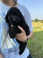 Bear, a male Goldendoodle for sale in Greenville, SC – Photo 2 of 4
