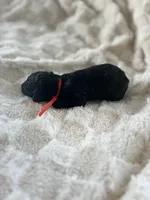 Bear, a male Goldendoodle for sale in Greenville, SC – Photo 3 of 4