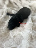 Bear, a male Goldendoodle for sale in Greenville, SC – Photo 4 of 4