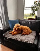 Gizmo, a male Goldendoodle for sale in Greenville, SC – Photo 2 of 3