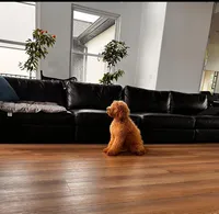 Gizmo, a male Goldendoodle for sale in Greenville, SC – Photo 3 of 3