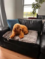 Gizmo, a male Goldendoodle for sale in Greenville, SC – Photo 1 of 3