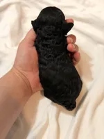 Tux🐾 F1b toy golden doodle , a male Miniature Goldendoodle for sale in Spartanburg, SC – Photo 3 of 3