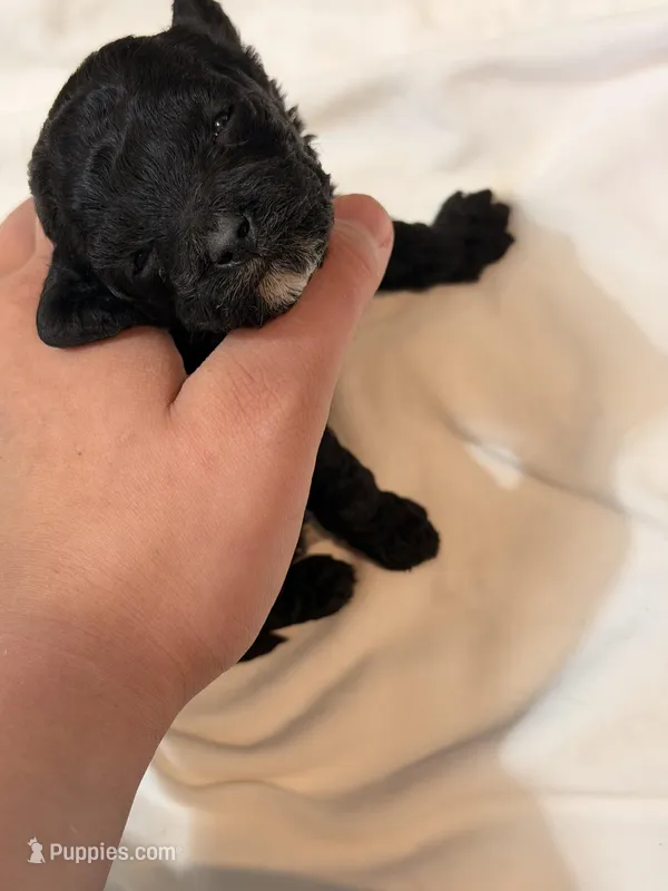 Tux🐾 F1b toy golden doodle  – Miniature Goldendoodle puppy for sale in Spartanburg, SC