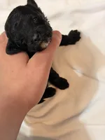 Tux🐾 F1b toy golden doodle , a male Miniature Goldendoodle for sale in Spartanburg, SC – Photo 1 of 3