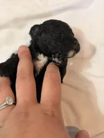 Tux🐾 F1b toy golden doodle , a male Miniature Goldendoodle for sale in Spartanburg, SC – Photo 2 of 3