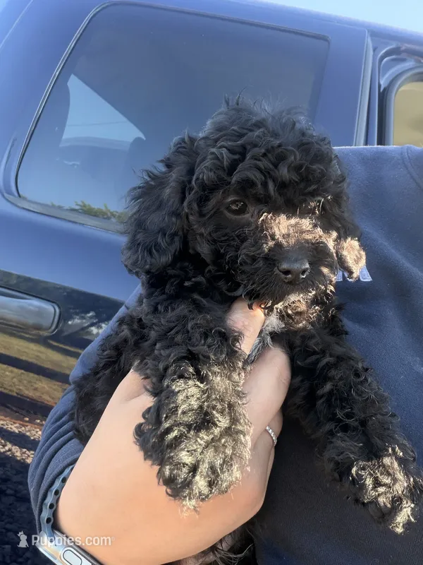 Tux🐾 F1b toy golden doodle  – Miniature Goldendoodle puppy for sale in Spartanburg, SC