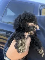 Tux🐾 F1b toy golden doodle , a male Miniature Goldendoodle for sale in Spartanburg, SC – 1 of 5