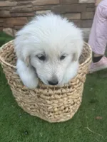 Milo, a male Maremma Sheepdog for sale in Greenville, SC – Photo 2 of 2