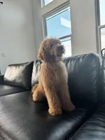 Bruno, a male Goldendoodle for sale in Greenville, SC – Photo 3 of 3