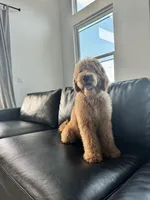 Bruno, a male Goldendoodle for sale in Greenville, SC – Photo 1 of 3