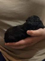 Rocky🐾F1b toy golden doodle , a male Miniature Goldendoodle for sale in Spartanburg, SC – Photo 2 of 2