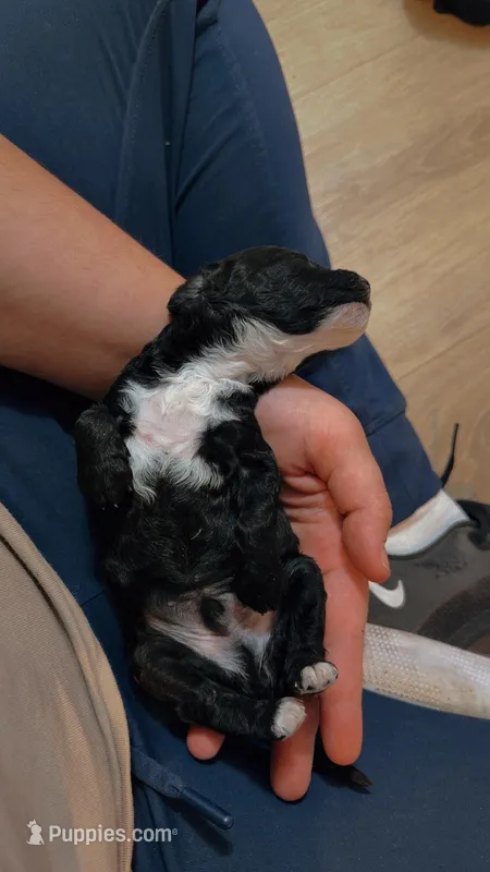 Rocky🐾F1b toy golden doodle  – Miniature Goldendoodle puppy for sale in Spartanburg, SC