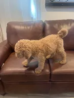 Bruno, a male Goldendoodle for sale in Greenville, SC – Photo 3 of 4