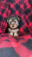 Teddy🧸, a male Yorkshire Terrier for sale in Greenville, SC – Photo 1 of 4